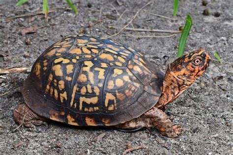 Medium-Sized Turtles